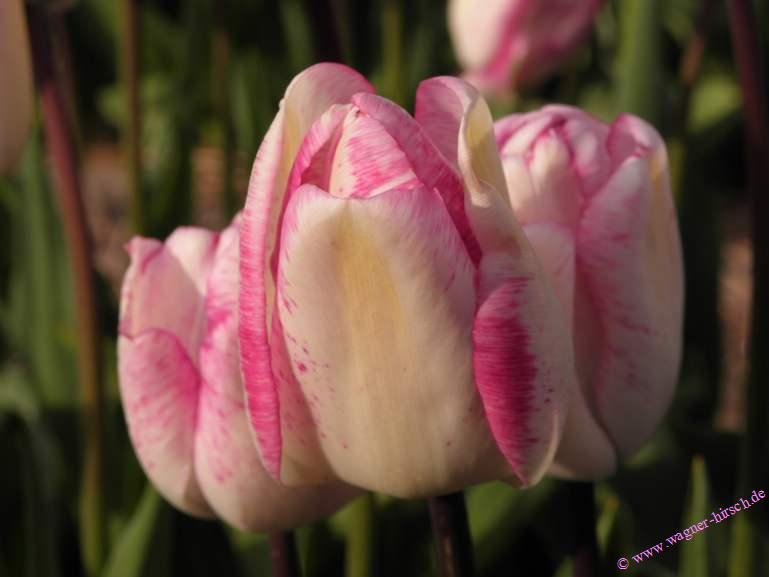 © www.wagner-hirsch.de Verkauf 407