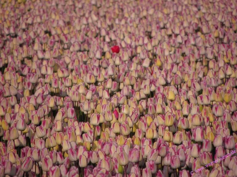 &copy; www.wagner-hirsch.de Verkauf 407