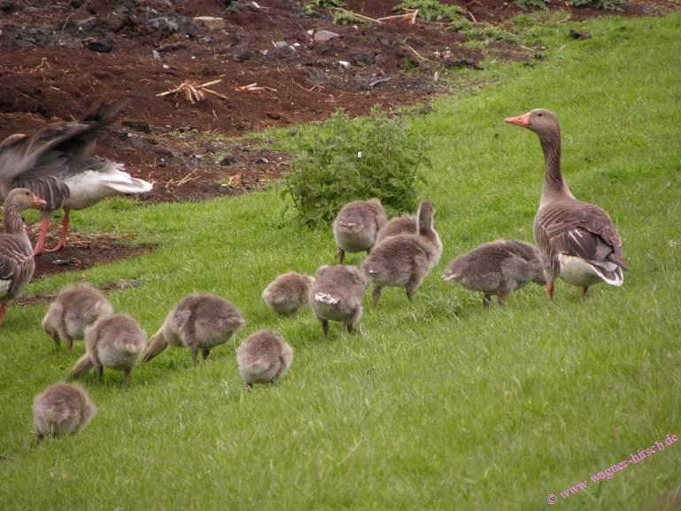 &copy; www.wagner-hirsch.de Verkauf 407