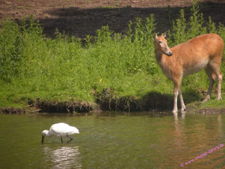 &copy; www.wagner-hirsch.de Verkauf 407