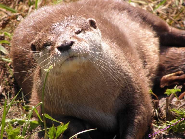 &copy; www.wagner-hirsch.de Verkauf 407