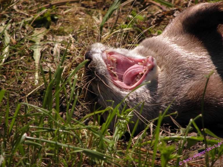 &copy; www.wagner-hirsch.de Verkauf 407