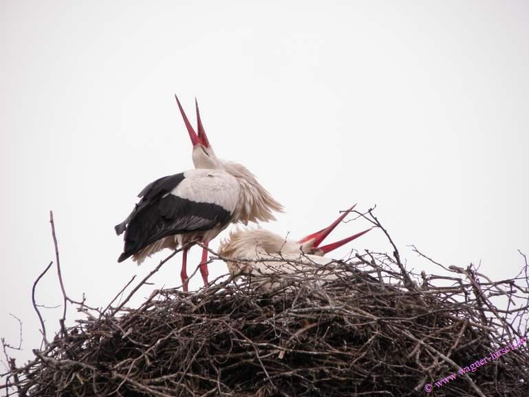 &copy; www.wagner-hirsch.de Verkauf 407