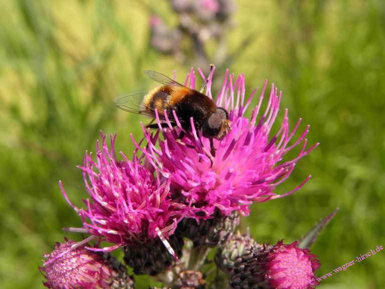 &copy; www.wagner-hirsch.de Verkauf 407